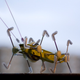 Image for article titled Shooting Challenge: Focus Stacking Gallery